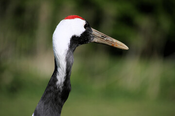 Fototapeta premium A close up of a Red Crowned Crane