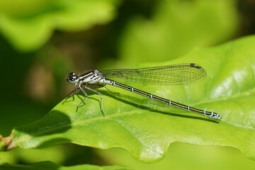 Azure Damselfly (Coenagrion puella). Family Coenagrionidae. On a young oak leaf in a Dutch garden. Spring, May, Netherlands