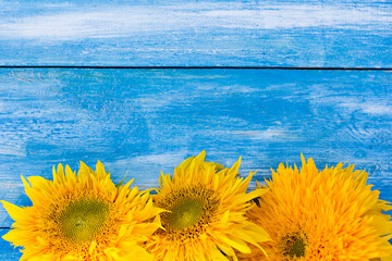 Sunflower flowers on blue background. - 436735602