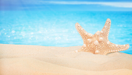 Fototapeta na wymiar starfish in the sand against the background of the sea