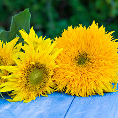 Sunflower flowers on blue background. - 436735628