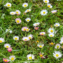 Fototapeta premium Lawn with daisies. A group of beautiful daisy flowers on the lawn. Lawn daisies. Bellis perennis.