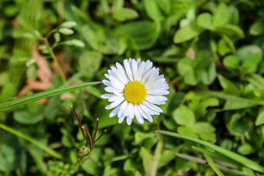 Bellis perennis, detailed white and yellow daisy flower in a grass background.