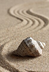 Close-up, seashell on natural sand, patterns in the form of lines. Summer concept. Blur. Selective focus. 