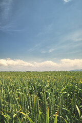 Green wheat field close up, selective focus on wheat stalks, vertical frame. Summer bright sunny day, summer sky with clouds, farm background with agriculture
