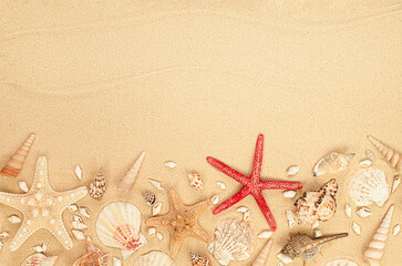 Fototapeta na wymiar seashells and sand. summer background