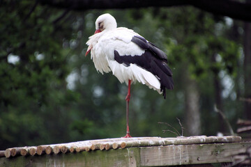 A close up of a White Stork