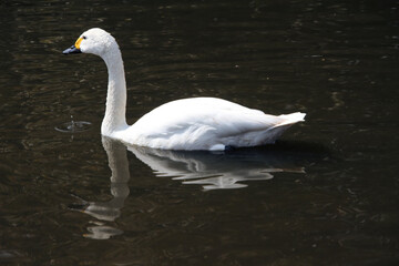 A close up of a Whooper Swan