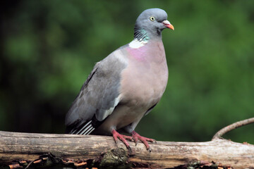 A close up of a Wood Pigeon