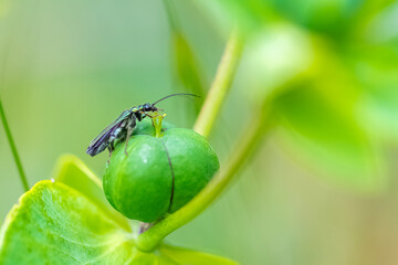 Swollen-thighed beetle, Oedemera nobilis, insect on a green background
