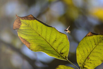 abeja flotando sobre hoja de nogal