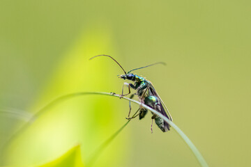 Swollen-thighed beetle, Oedemera nobilis, insect on a green background
