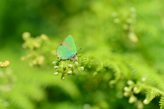 Green Hairstreak butterfly, Jersey, U.K. Macro image of an insect.