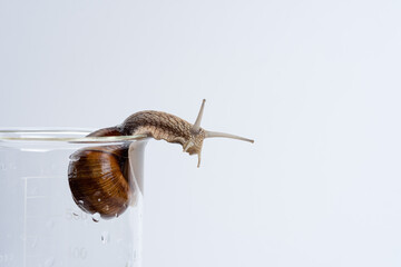 Large grape snail isolated on a glass medical jar on a white background. © Mr.Ilkin