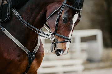 Equestrian sport. Portrait sports brown stallion in the bridle.