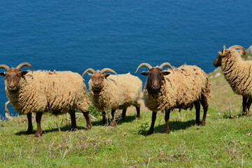 Loaghtan sheep, Jersey, U.K. Coastal dwelling mammals in Spring.