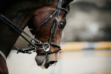 Equestrian sport. Portrait sports brown stallion in the bridle.