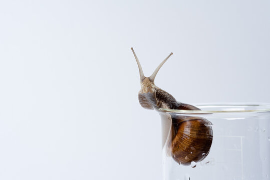 Large grape snail isolated on a glass medical jar on a white background.