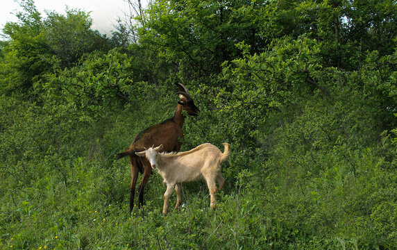 sheep, lambs and skins, goats graze in the meadow 