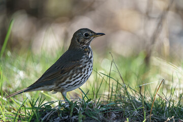 A Song Thrush on the grass