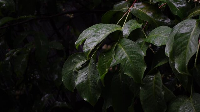 Raindrops are falling on the green leaves of java apple tree. Heavily raining on the leaves of the tree.Slow-motion video.  