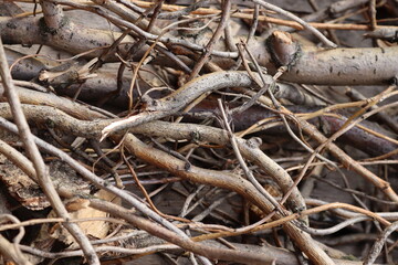 Nature background. Broken branches of trees and shrubs on a pile. Nature background.
