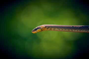tree snake - isolated on a green background