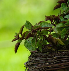 Mięta w donicy z koszyka . © Grzegorz