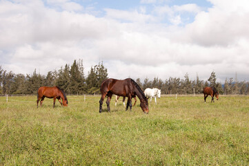 Fototapeta na wymiar horses grazing in a sunny field