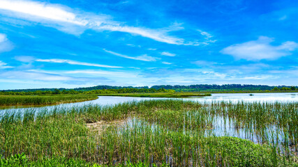 Fototapeta na wymiar Interstate in Mobile and Alabama swamp landscape in summer