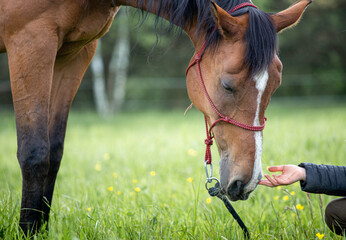 Horse and horsemanship in the meadow. Caring for a horse. natural horsemanship