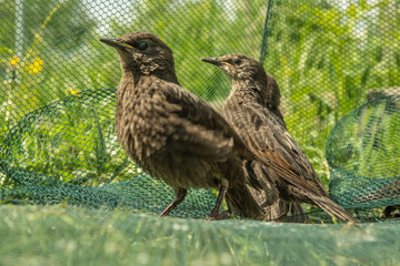 Songbird chick. Down and feathers of a young bird. Russia. Day. Spring.