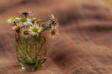 Gänseblümchen mit Hintergrund zum Beschreiben