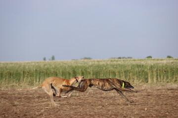 Spanish greyhound dog race hare hunting speed delivers passion