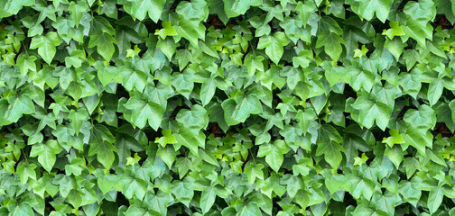 Green leaf texture. Leaf texture background. Seamless texture. Perfect tiled on all sides.