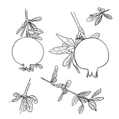 Outline set of pomegranate branches with fruits and leaves. Hand drawn doodle illustration.