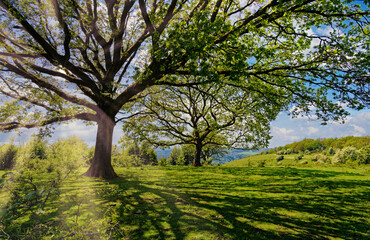 North Downs - Area of Outstanding Natural Beauty, Surrey, UK