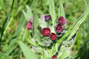 Cynoglossum flowers in the meadow on natural green background, closeup