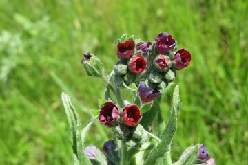 Cynoglossum flowers in the meadow on natural green grass background