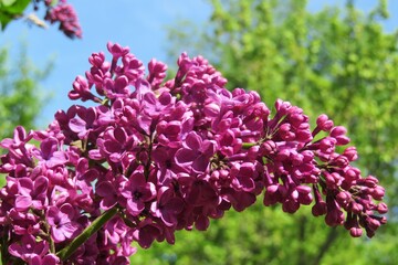 Lilac flowers in the garden on blue sky background, closeup