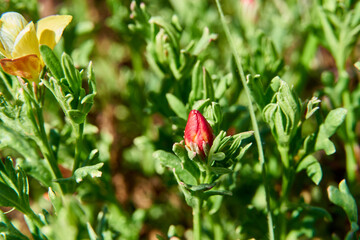 Closeup macro shot of Menodora heterophylla (Redbud) blooms