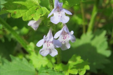 Purple glechoma flowers in the meadow in spring, closeup