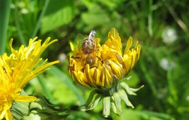 Bee on yellow dandelion flower in the garden on green grass background, closeup
