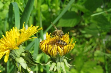 Bees on yellow dandelion flowers in the garden, closeup