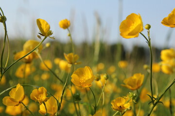a group yellow buttercups closeup in a green meadow and a blue sky in the dutch countryside in...