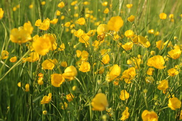 a lot of beautiful yellow buttercups in a green meadow in springtime