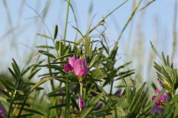 a vetch with green leaves and purple flowers closeup in a natural grassland in springtime and a blue sky