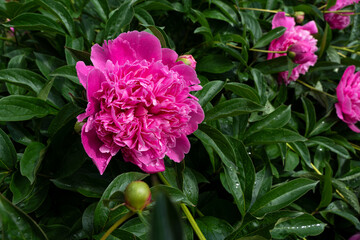 Pink peonies in early spring after rain