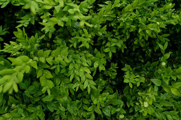 Obraz premium Green branches and leaves of the bush in the drops of spring rain