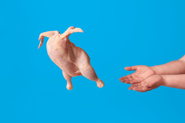 Raw chicken flying from woman hands, isolated on blue background. Meat consumerism concept